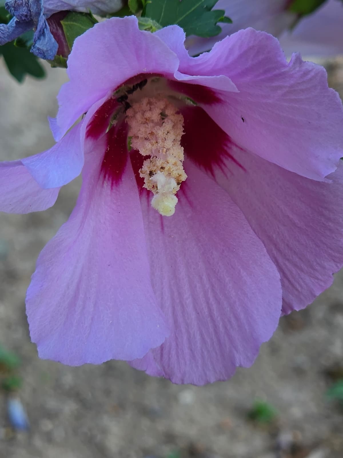Fleur d’althéa rose pâle à cœur pourpre, montrant en son centre une colonne blanche portant les étamines