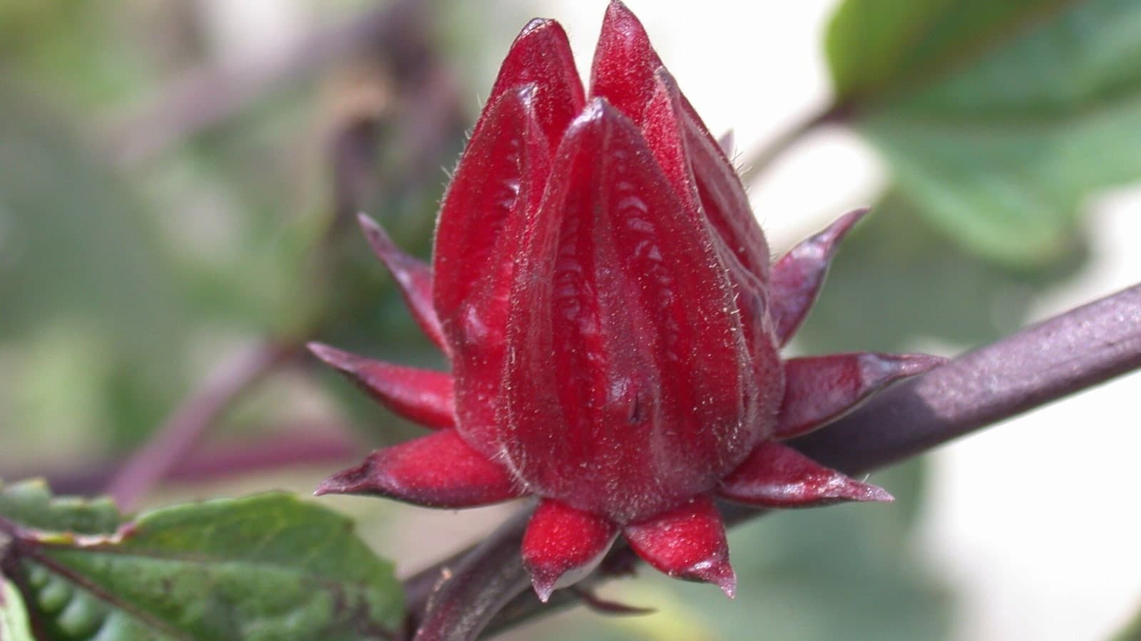 Calice rouge vif et charnu d’Hibiscus sabdariffa sur sa tige, entouré à sa base des bractées pointues du calicule. (Photo Earl Benton, CC BY-SA 4.0.)