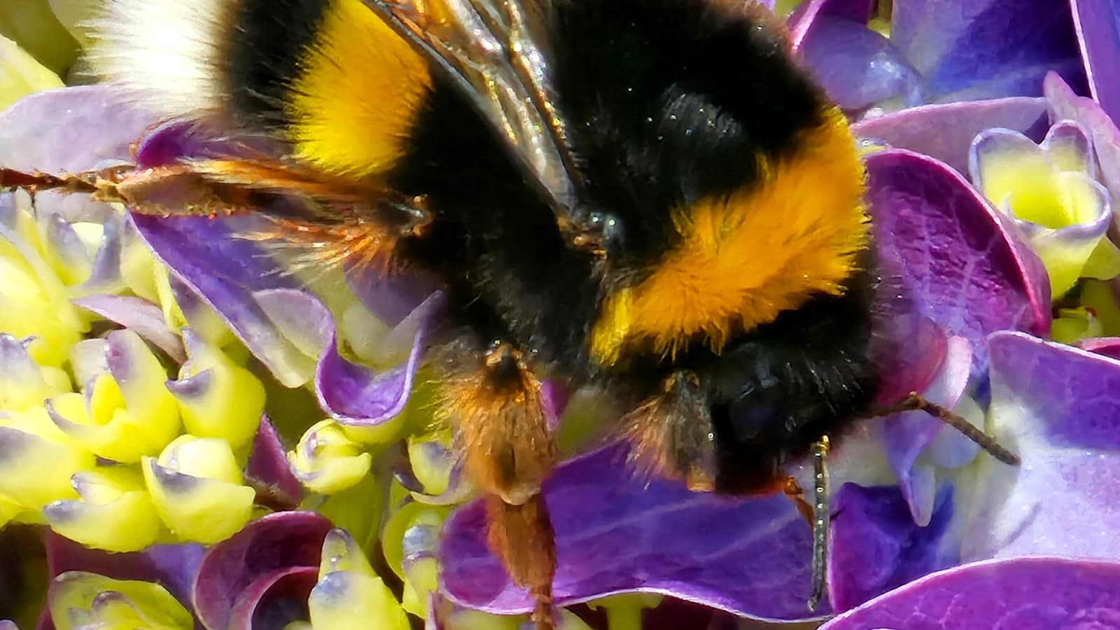 Bourdon posé sur les minuscules fleurs fertiles d’un hortensia, sous les grandes fleurs stériles violettes à quatre sépales. (Photo Manuel Ferreira.)
