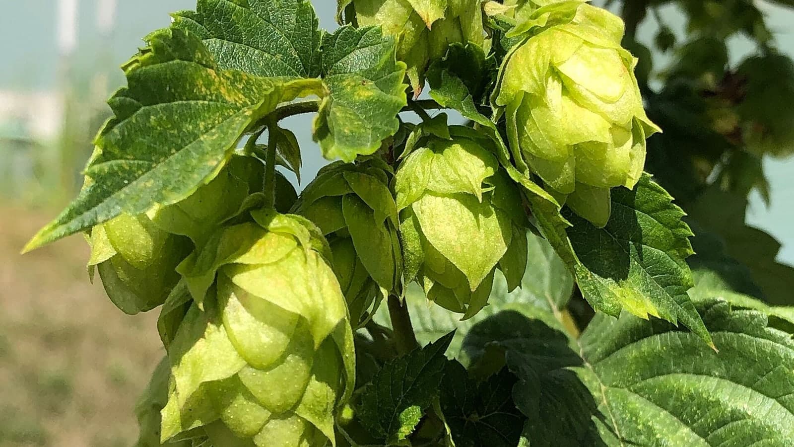 Cônes de houblon vert pâle pendant à la liane, formés de bractées membraneuses imbriquées comme des écailles. (Photo Mbrickn, CC BY 4.0.)