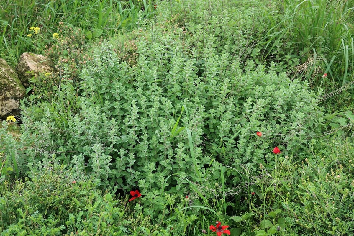 Touffe basse et dense d’Origanum syriacum aux feuilles arrondies et duveteuses, poussant en pleine terre parmi des coquelicots