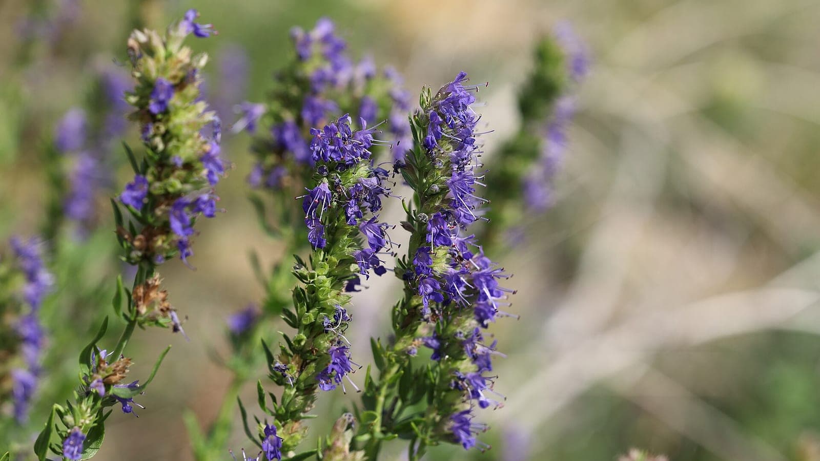 Épis dressés de fleurs bleu-violet de l’hysope officinale, portés par des tiges à feuilles étroites et opposées. (Photo T. Kebert, CC BY-SA 4.0.)