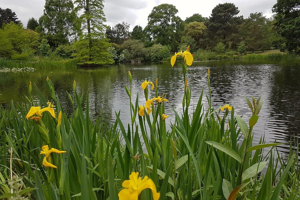 Iris jaunes des marais en fleur au bord d’un plan d’eau, parmi leurs longues feuilles en glaive