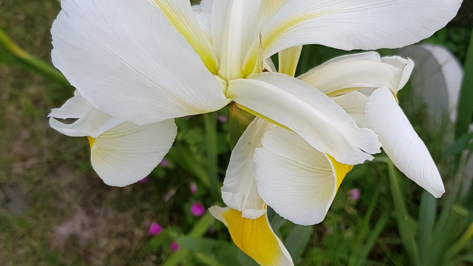 Fleur d’iris blanche vue de face : trois pièces dressées vers le haut et trois retombantes marquées de jaune. (Photo Manuel Ferreira.)