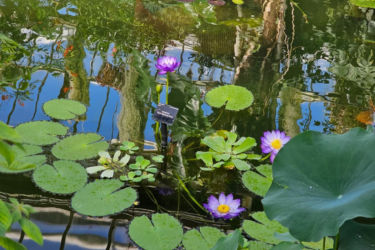 Nymphéas bleus fleuris dans un bassin de Kew Gardens, avec une petite étiquette plantée dans l’eau au milieu des feuilles