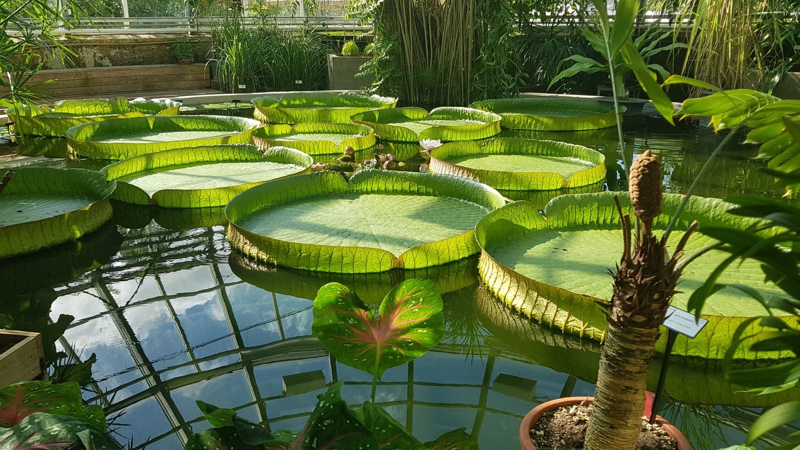 Feuilles circulaires géantes d’un nénuphar Victoria flottant dans le bassin d’une serre du jardin botanique d’Uppsala, en Suède. (Photo Manuel Ferreira.)