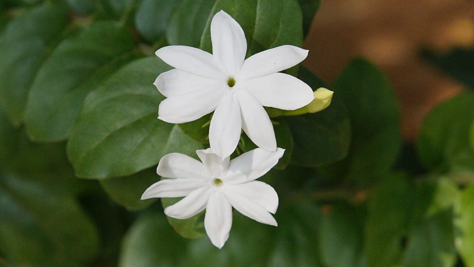 Deux fleurs blanches de jasmin officinal en étoile, à cinq lobes, sur un feuillage sombre. (Photo Vengolis, CC BY-SA 4.0.)
