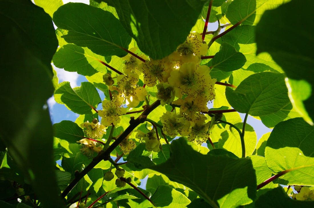 Fleurs de kiwi crème et jaune pâle suspendues sous le feuillage de la liane, montrant leurs nombreuses étamines