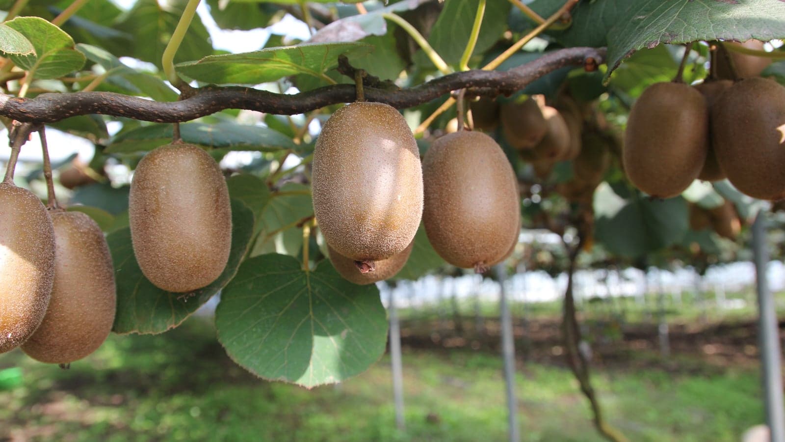 Kiwis bruns et duveteux suspendus sous une branche horizontale de liane, dans un verger conduit sur fils et piquets. (Photo idaun, Pixabay.)
