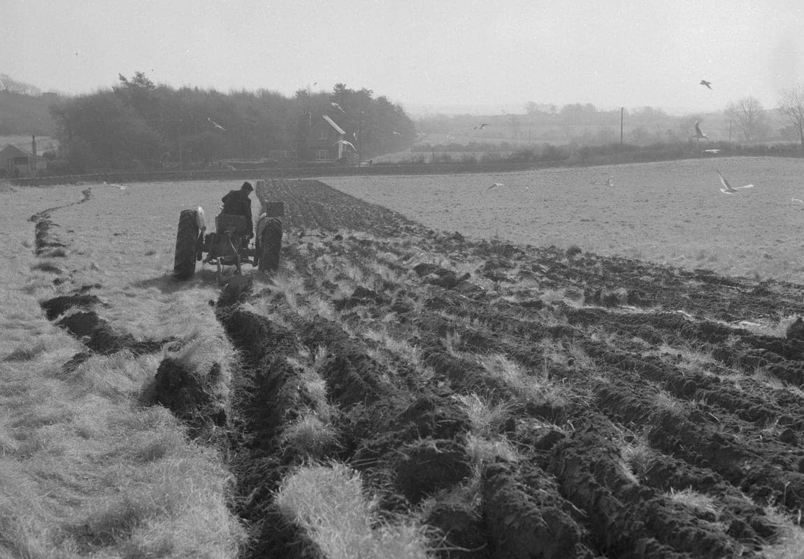 Photographie ancienne en noir et blanc : un tracteur laboure un champ, suivi d’une nuée de mouettes tournoyant au-dessus des sillons