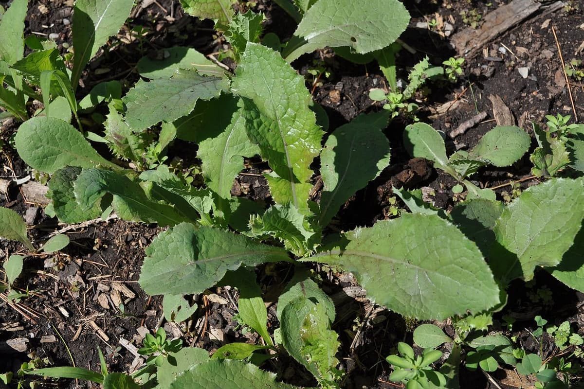 Rosette de laitue sauvage étalée au sol, ses feuilles vert clair disposées en couronne, dans un massif