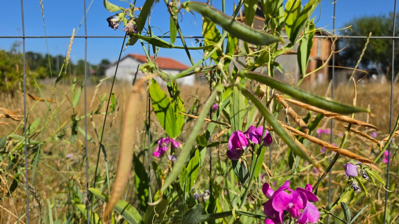 Gesse grimpant sur un grillage : fleurs magenta en forme de papillon, gousses vertes encore fermées et vrilles enroulées. (Photo Manuel Ferreira.)