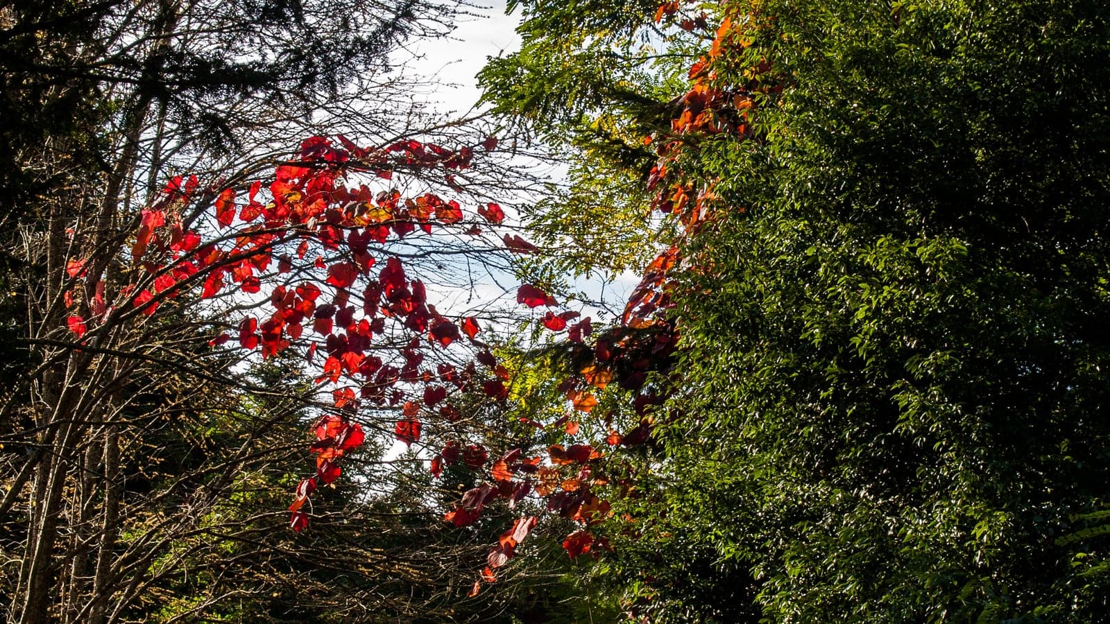 Feuillage rouge d’une vigne sauvage suspendu à la cime des arbres d’une forêt, se détachant sur le ciel. (Photo Papaverrhoeas, CC BY-SA 3.0.)