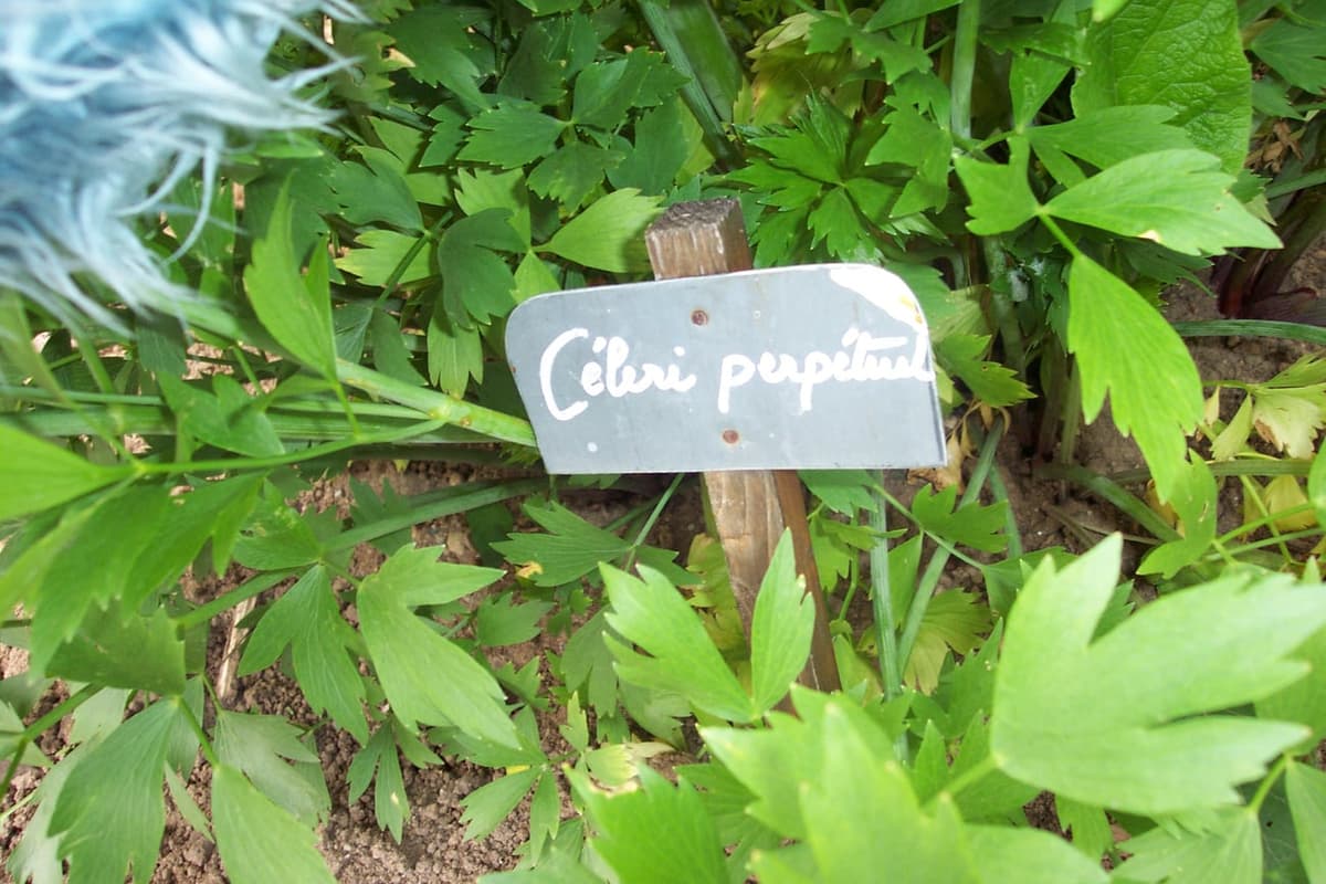 Étiquette d’ardoise plantée dans un massif de livèche, portant l’inscription manuscrite « Céleri perpétuel »