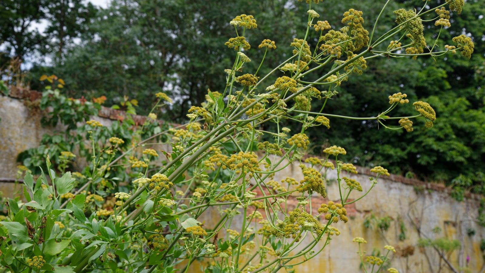 Grande livèche en fleur débordant par-dessus le mur d’un jardin clos, ses ombelles jaune-vert portées par de hautes tiges. (Photo Acabashi, CC BY-SA 4.0.)