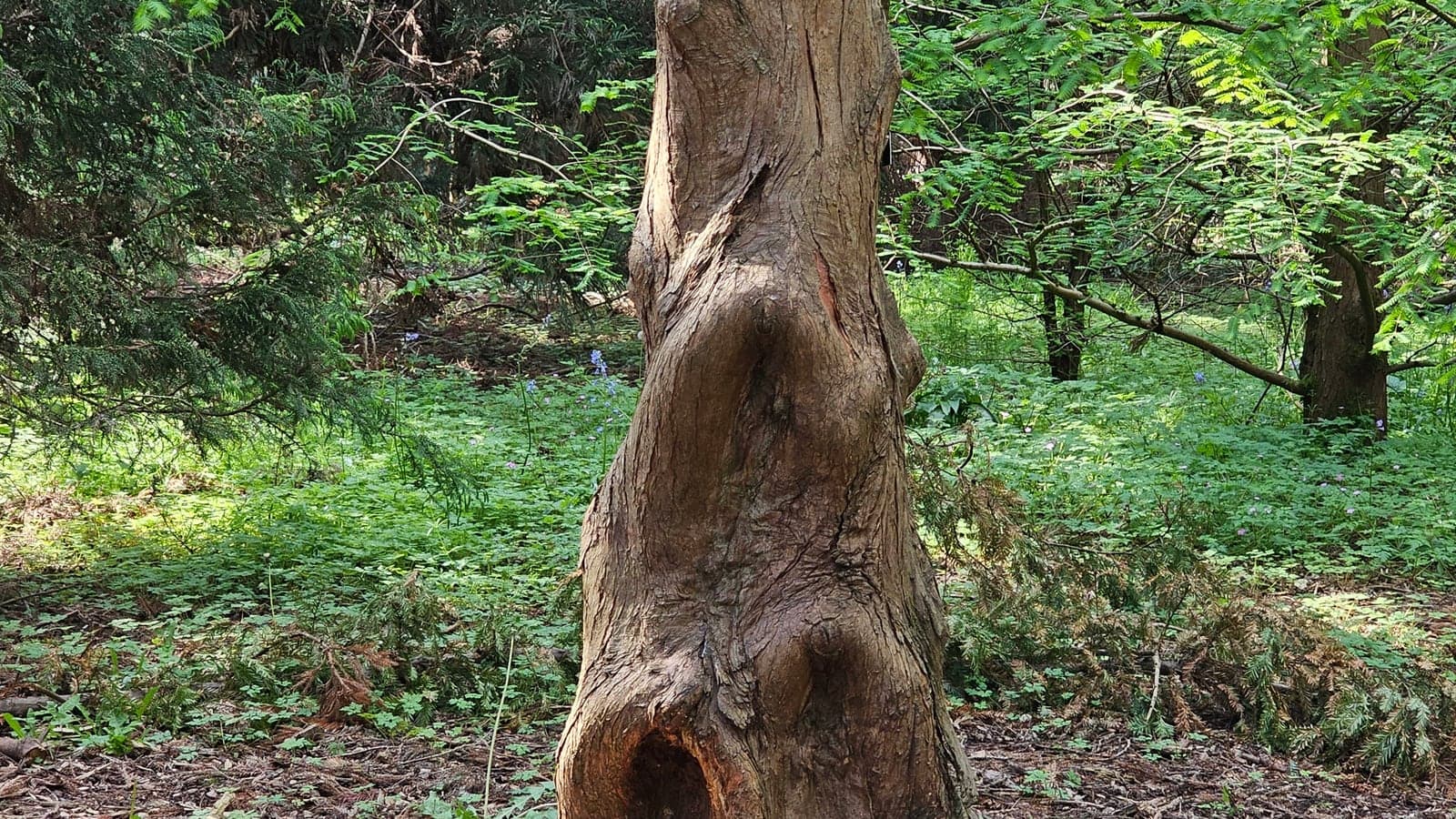 Vieux tronc noueux largement évidé à sa base, ouvert sur une cavité, et pourtant portant un feuillage vivant. Un arbre creux n’a perdu que ce qui était déjà mort. (Photo Manuel Ferreira, Kew Gardens.)
