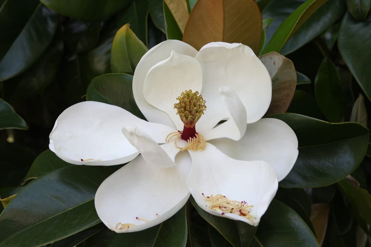 Fleur de magnolia grand ouverte : des tépales blancs et charnus, tous semblables, autour d’un axe central portant une couronne d’étamines crème et, au-dessus, un petit cône vert de carpelles