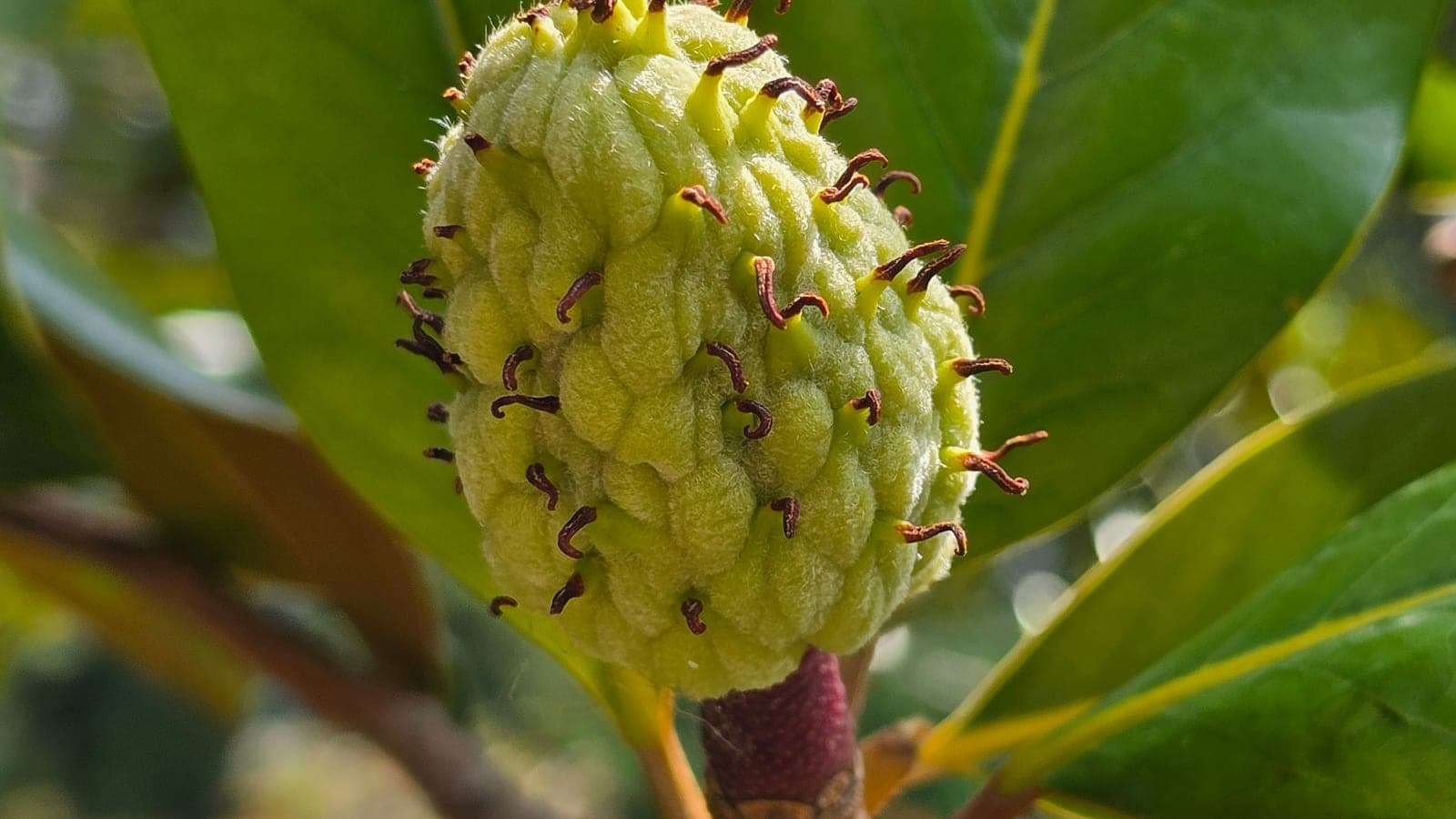 Le fruit du magnolia : un cône de follicules serrés en spirale, hérissé des styles desséchés de chaque carpelle. (Photo Manuel Ferreira.)