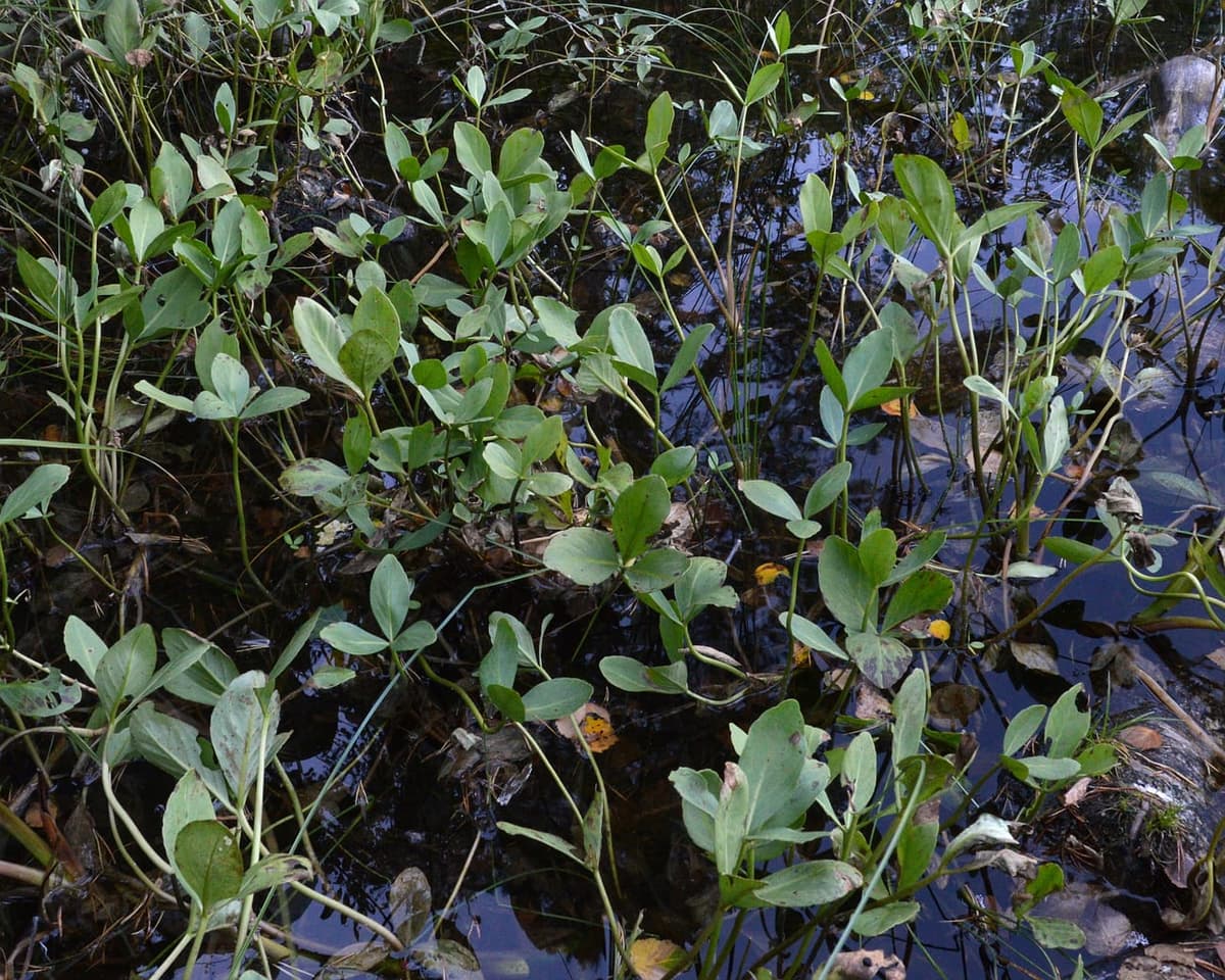 Peuplement de ményanthe : des dizaines de feuilles à trois folioles dressées sur de longs pétioles au-dessus d’une eau noire de tourbe
