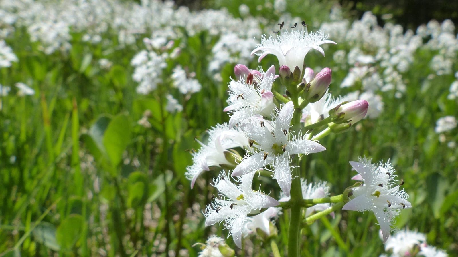 Ményanthe en fleurs : des boutons roses qui s’ouvrent en étoiles blanches frangées de longs poils. (Photo alsen / Pixabay.)