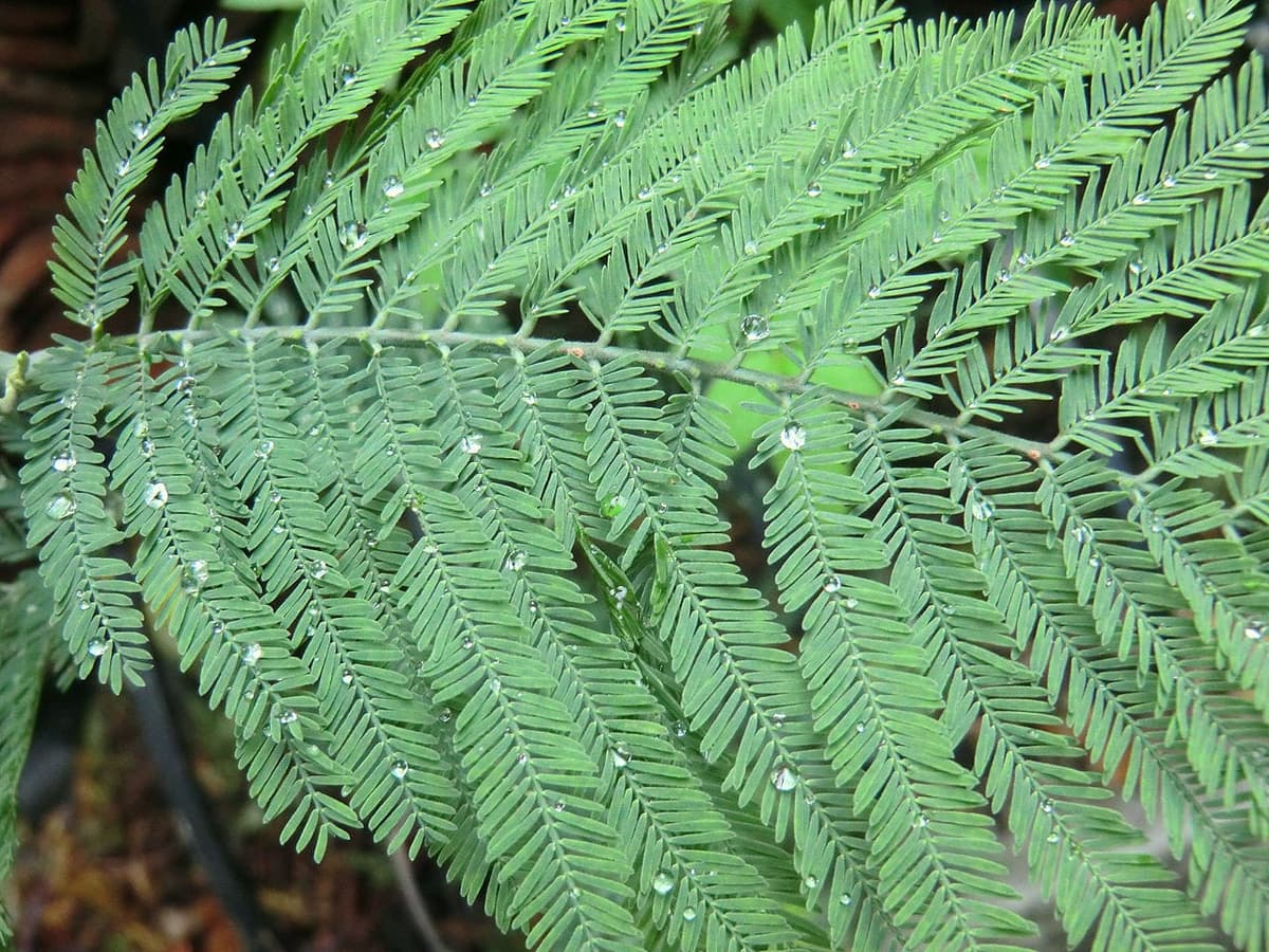 Feuillage bipenné et argenté d’un Acacia dealbata, fait de rangées de folioles minuscules