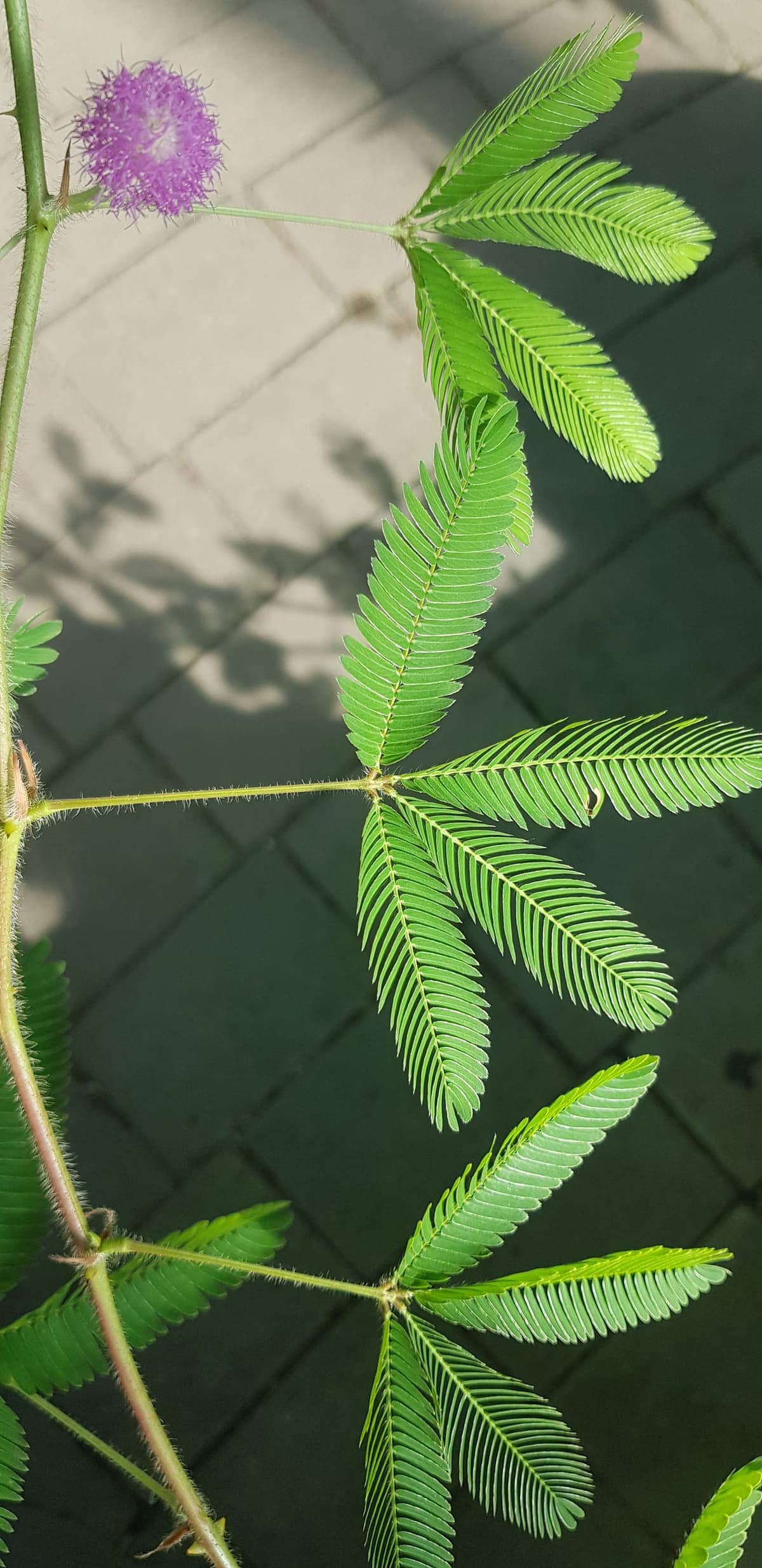 Feuille bipennée de Mimosa pudica déployée, formée de quatre rangées de folioles très fines