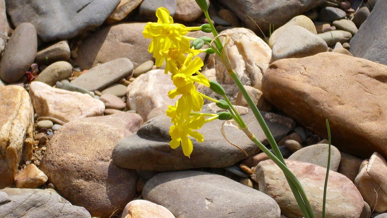 La vraie jonquille (Narcissus jonquilla) : plusieurs fleurs sur une même tige, et des feuilles cylindriques comme des joncs, visibles à droite. C’est la feuille, non la fleur, que le nom décrit. (Photo Javier martin, CC BY-SA 3.0.)
