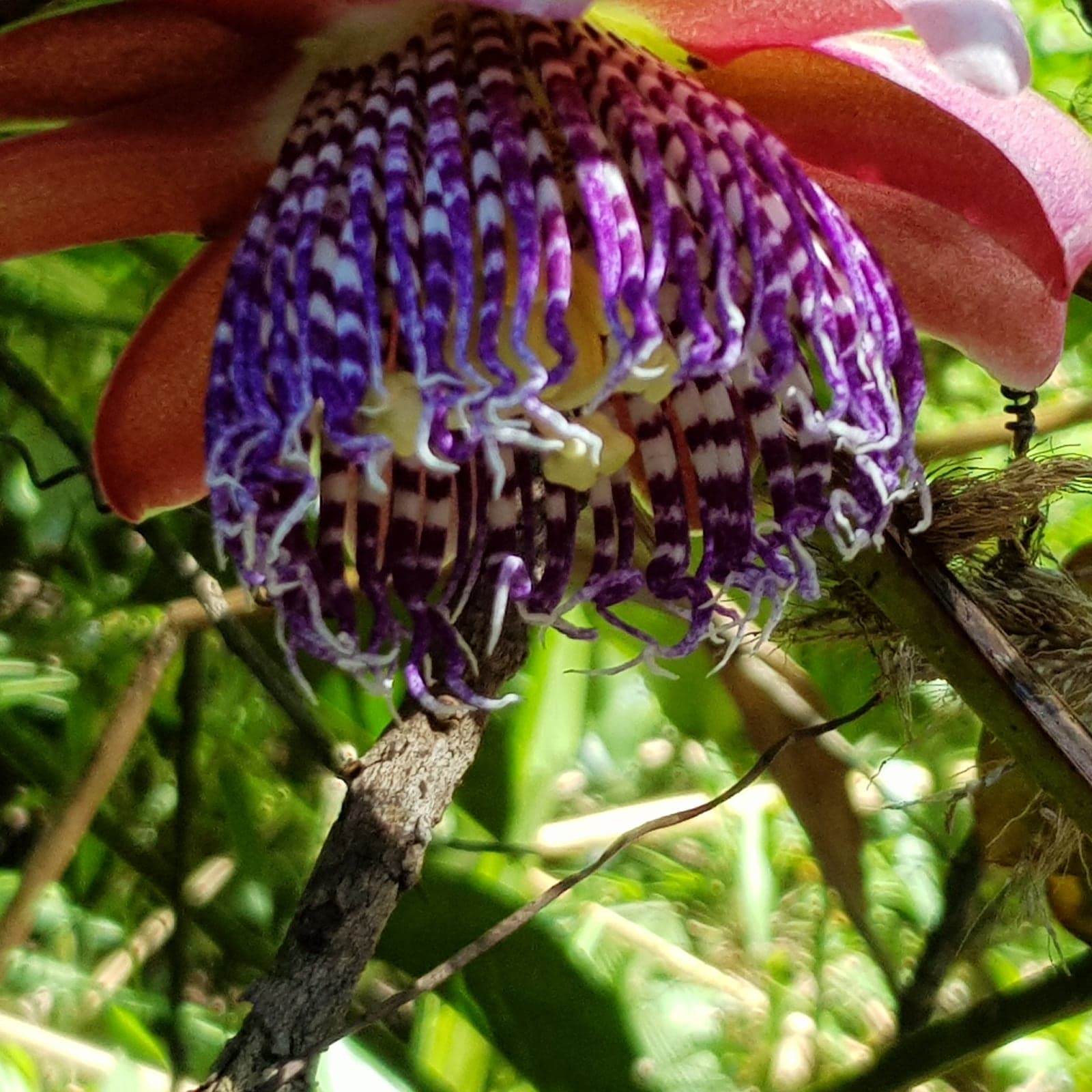 Fleur de passiflore vue de profil : une couronne dense de filaments violets et blancs sous des pétales rouges et roses