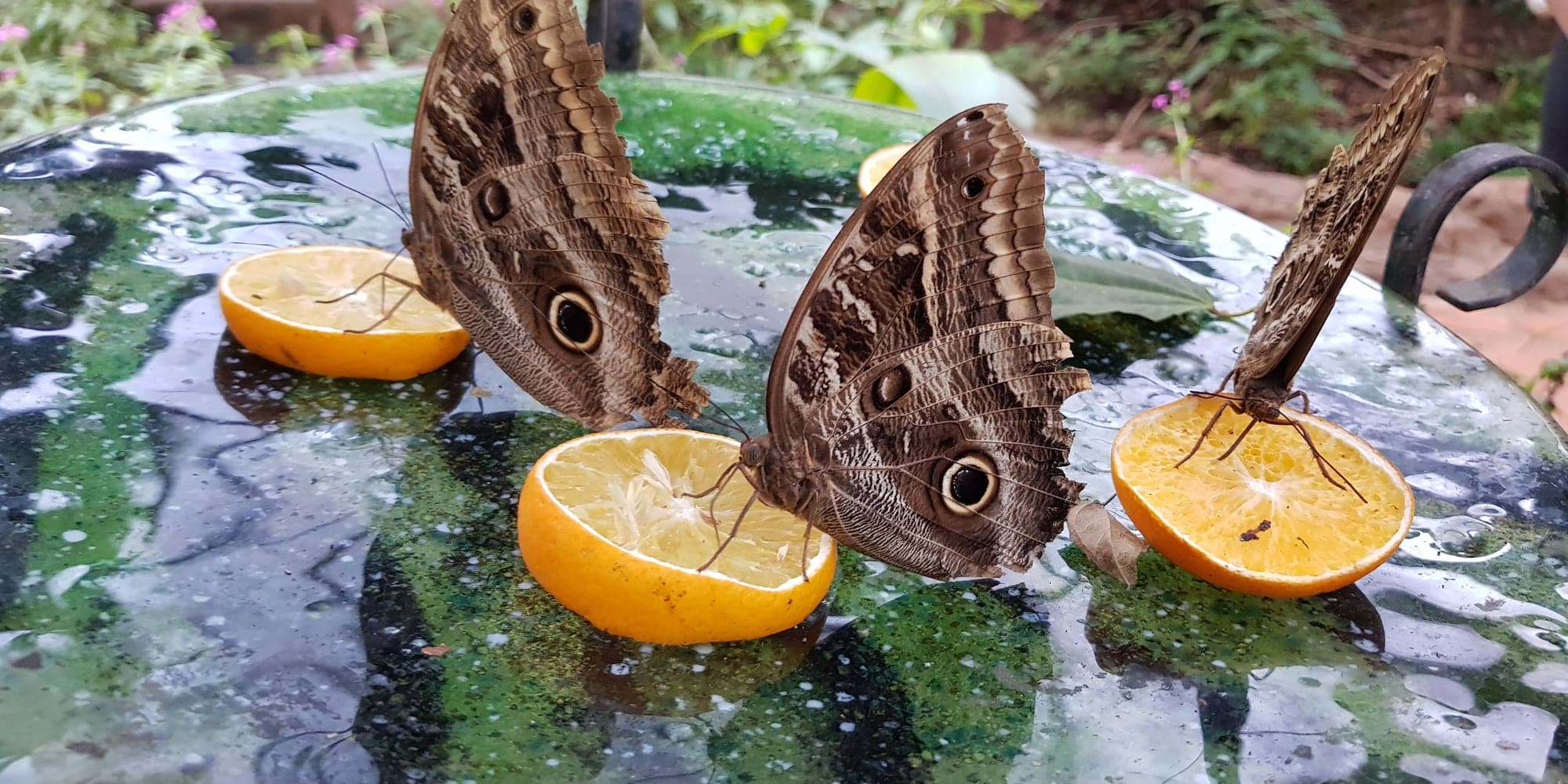 Trois grands papillons bruns à ocelle, du genre Caligo, posés sur des demi-oranges