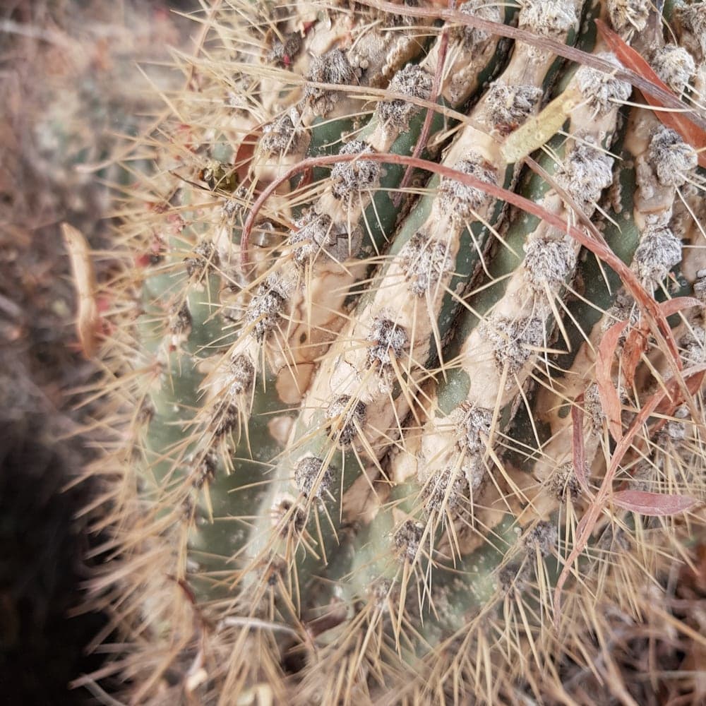 Gros plan sur le flanc d’un cactus : les aréoles, petits coussinets d’où partent les épines, alignées le long des côtes
