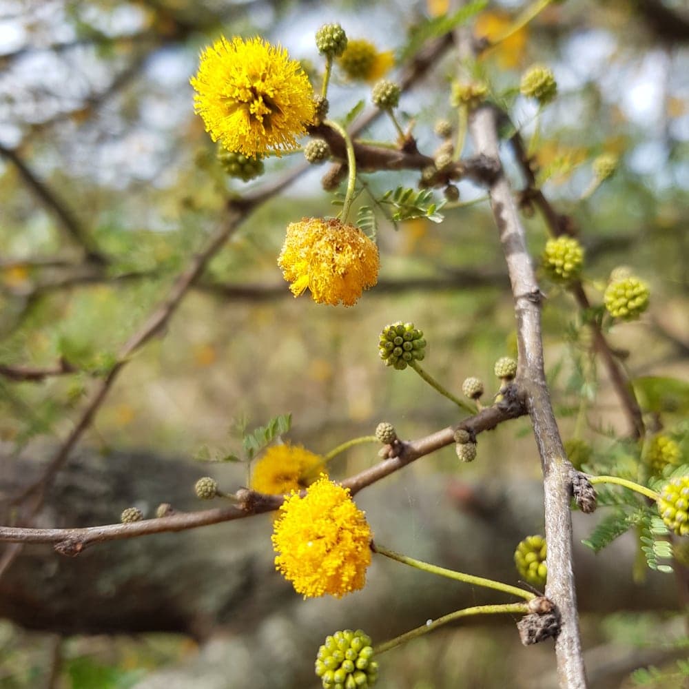 Rameau épineux portant des pompons de fleurs jaunes et de jeunes feuilles finement divisées