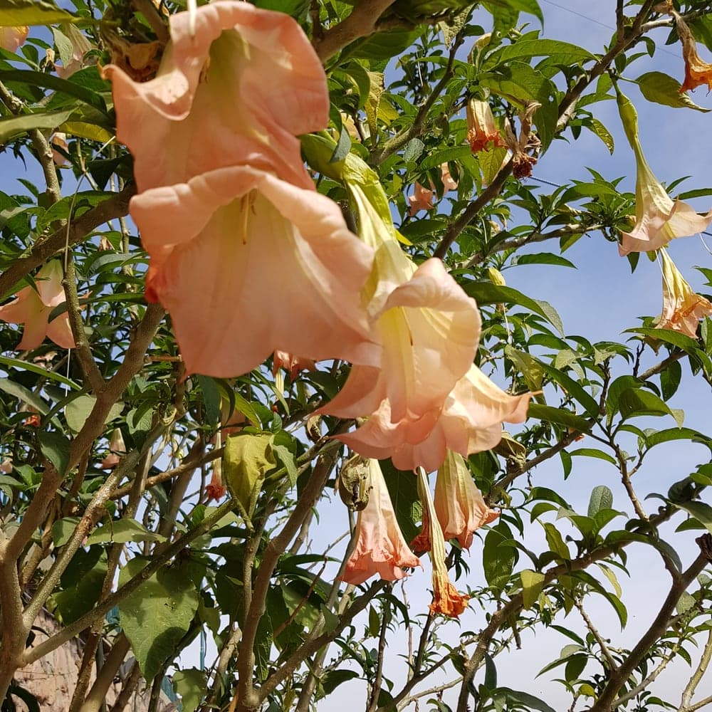 Grandes fleurs pendantes en trompette, couleur pêche, d’un brugmansia