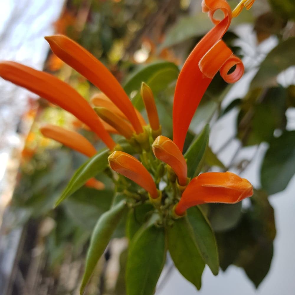Fleurs tubulaires orange vif serrées en bouquet, l’une d’elles enroulée sur elle-même