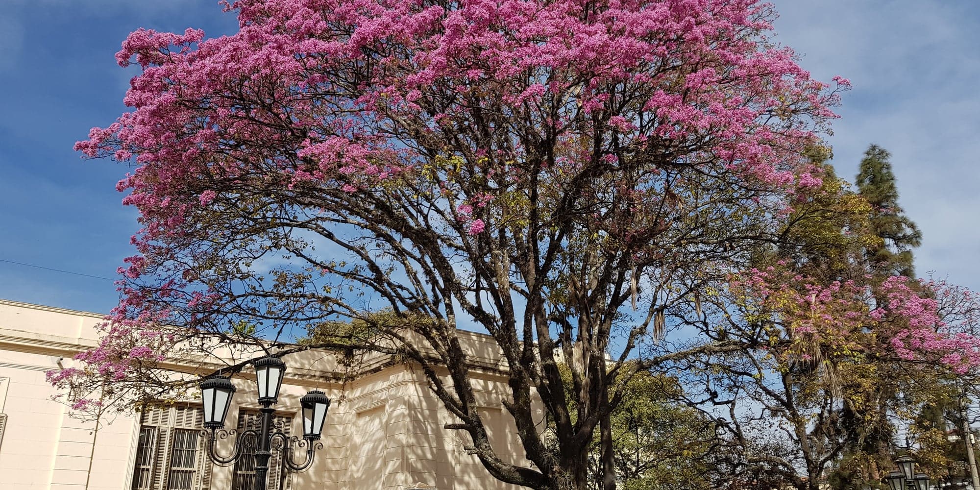 Arbre en pleine floraison rose, entièrement couvert de fleurs avant l’apparition des feuilles