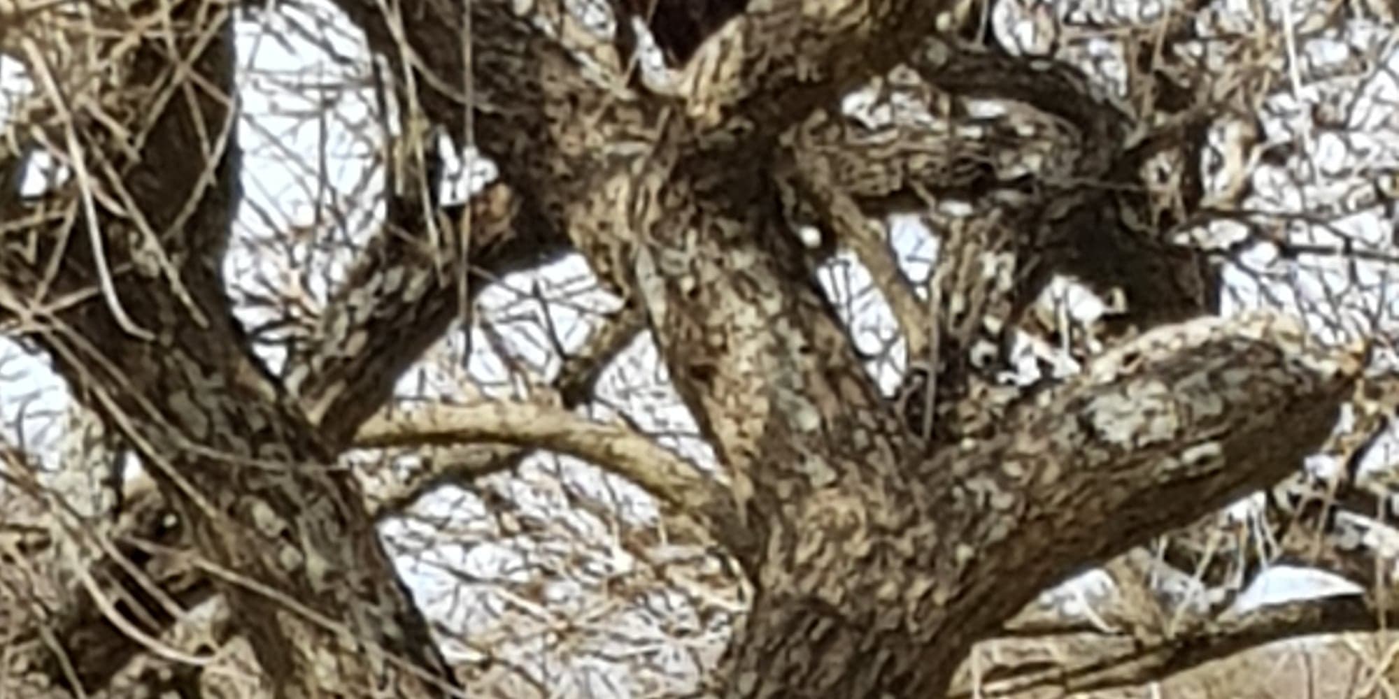 Vieil arbre dénudé dont les branches épaisses s’entrelacent en un réseau dense