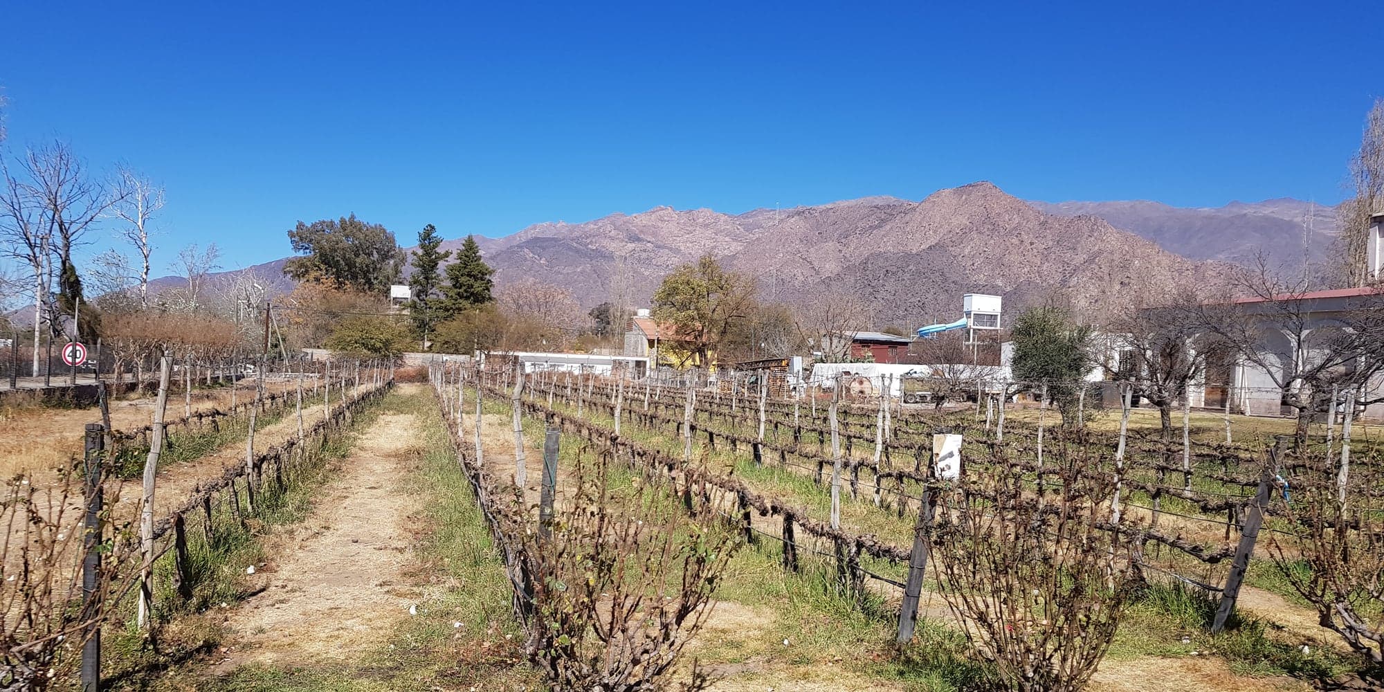 Rangs de vigne taillée en hiver, ceps nus alignés jusqu’au pied des montagnes