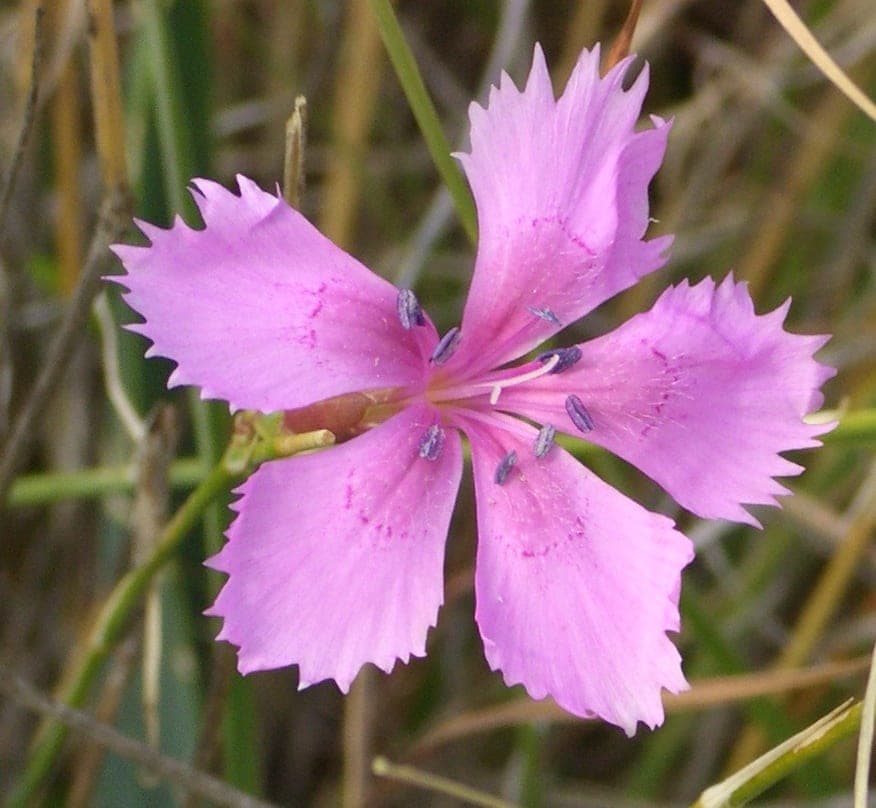 Œillet sauvage rose vu de face : cinq pétales au bord finement dentelé, rayonnant autour d’un centre plus foncé d’où sortent des étamines bleutées, sur fond d’herbes sèches