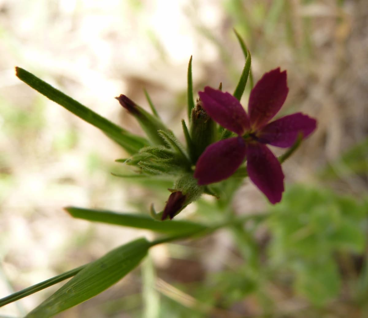 Œillet velu sauvage : une petite fleur pourpre foncé à cinq pétales au sommet d’une tige, entourée de bractées étroites et de boutons, avec des feuilles fines comme des brins d’herbe