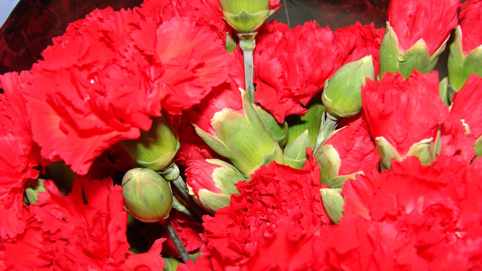 Un bouquet d’œillets rouges (Dianthus caryophyllus), boutons encore serrés dans leur calice vert. La fleur des fleuristes - et, depuis 1974, celle d’une révolution. (Photo Forest et Kim Starr, CC BY 3.0.)