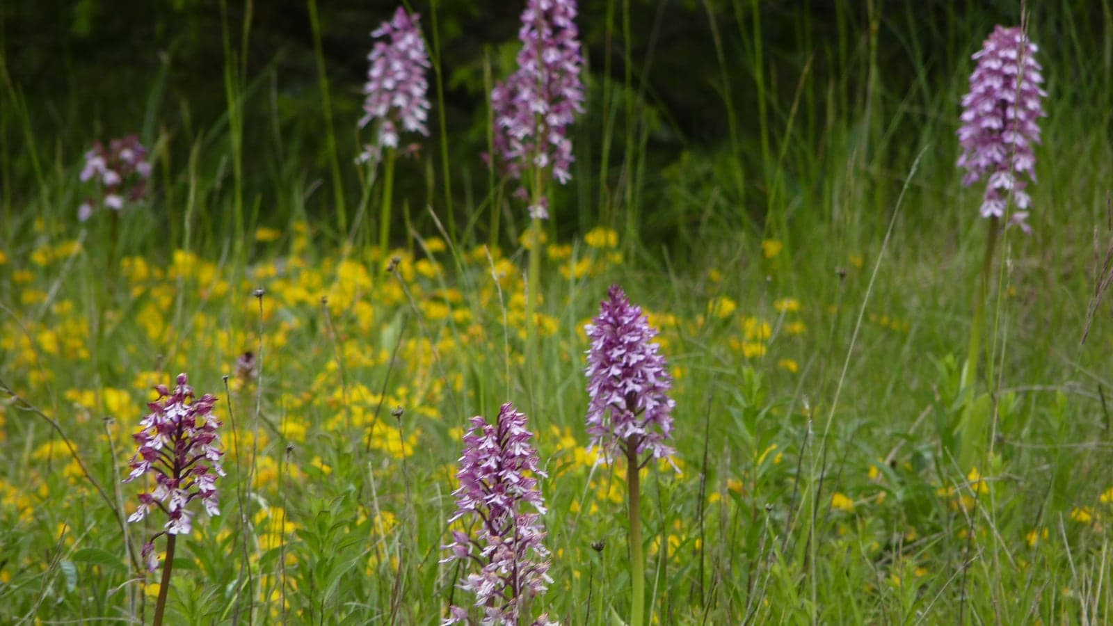 Orchis guerriers (Orchis militaris) dans un pré de Dordogne, parmi des plantes à fleurs jaunes et des graminées : sept épis sur quelques mètres carrés, aussi ordinaires ici que l’herbe qui les entoure. (Photo Manuel Ferreira.)
