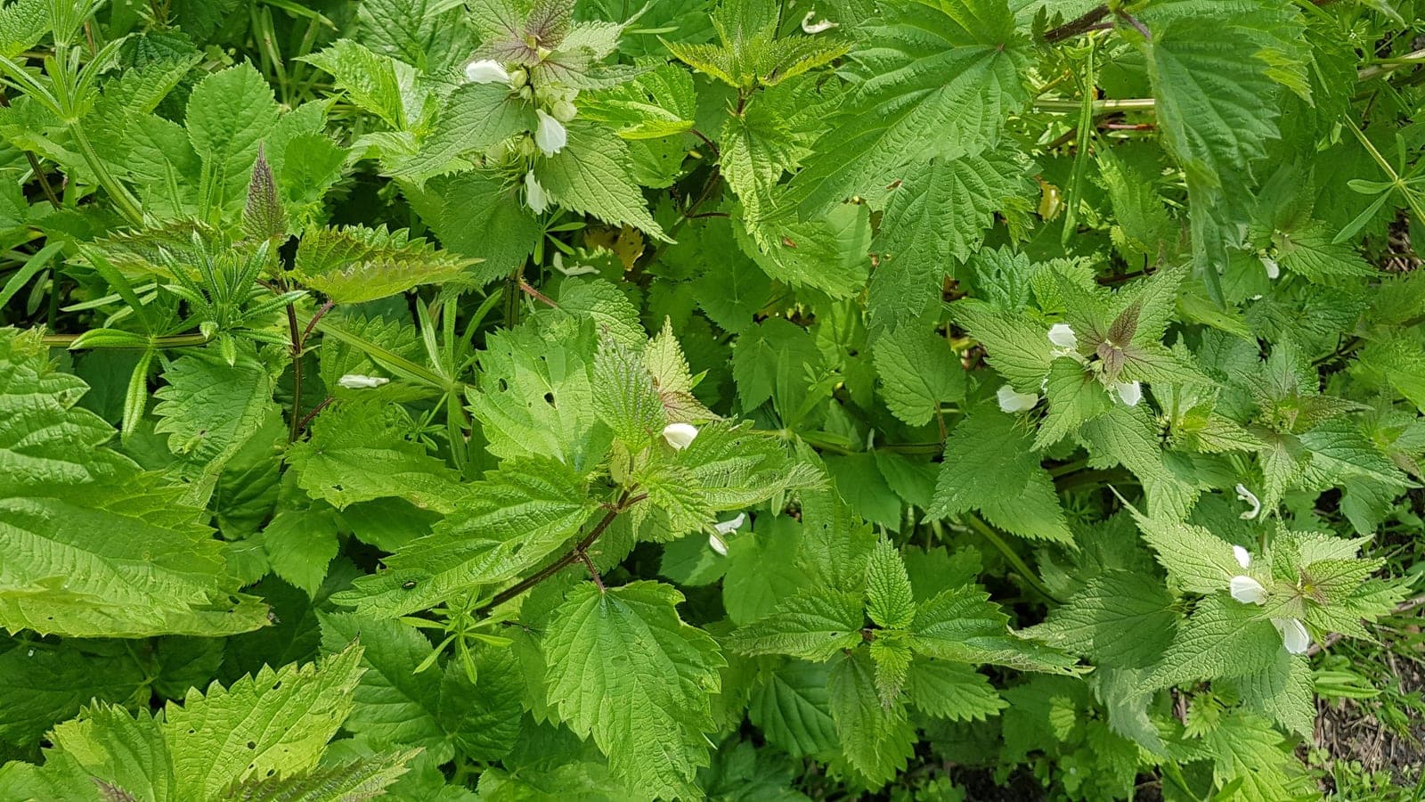 Grandes orties et lamiers blancs mêlés au bord d’un chemin : mêmes feuilles dentées, même port. Seules les fleurs blanches trahissent l’« ortie blanche », qui n’est pas une ortie et ne pique pas. (Photo Manuel Ferreira.)