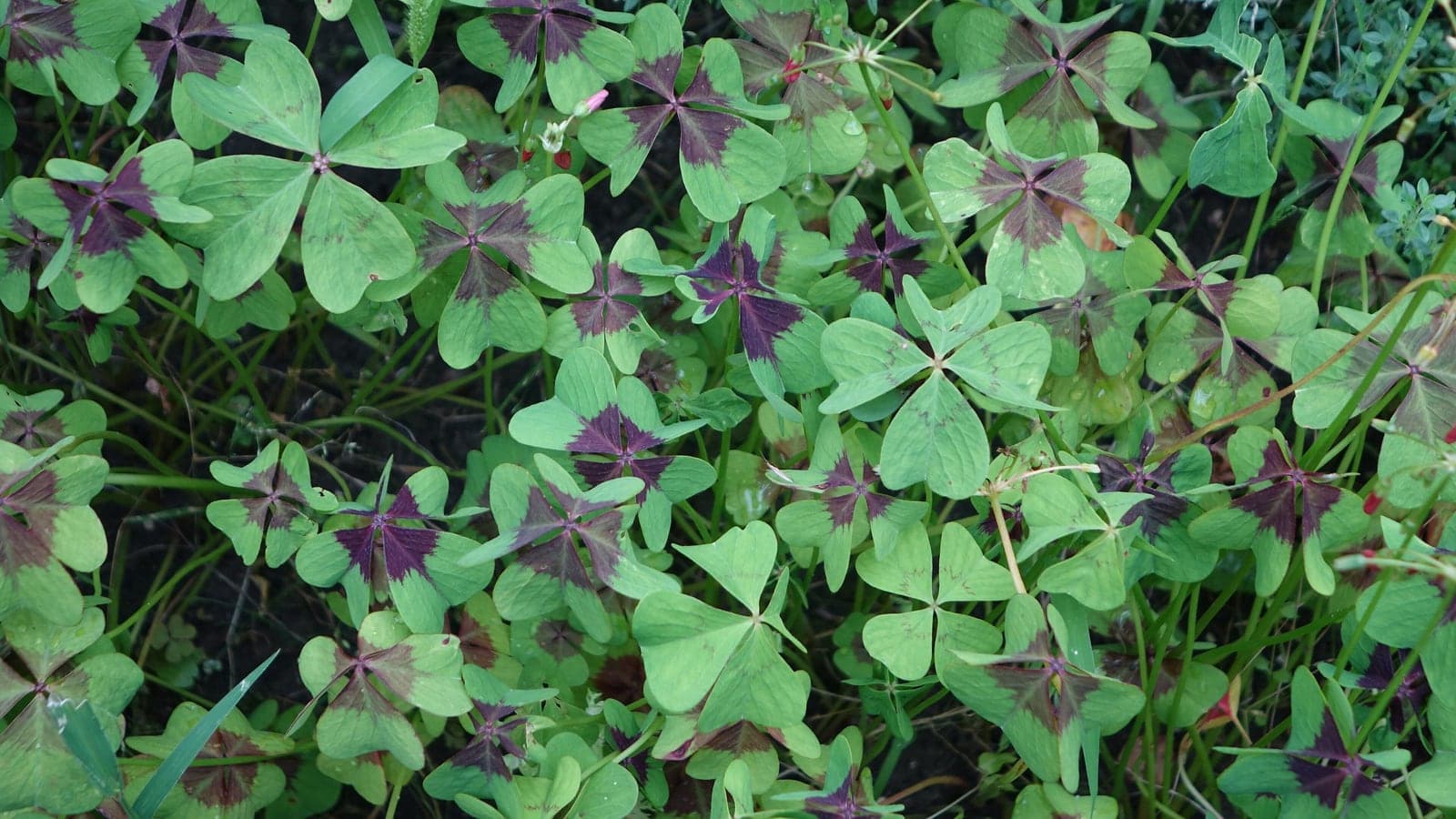 Oxalis tetraphylla, le « trèfle à quatre feuilles » des étrennes : sur toute la touffe, pas une feuille qui n’en ait quatre, en cœur et marquées de pourpre. Un porte-bonheur sans le moindre hasard. (Photo Furatus, CC BY-SA 4.0.)