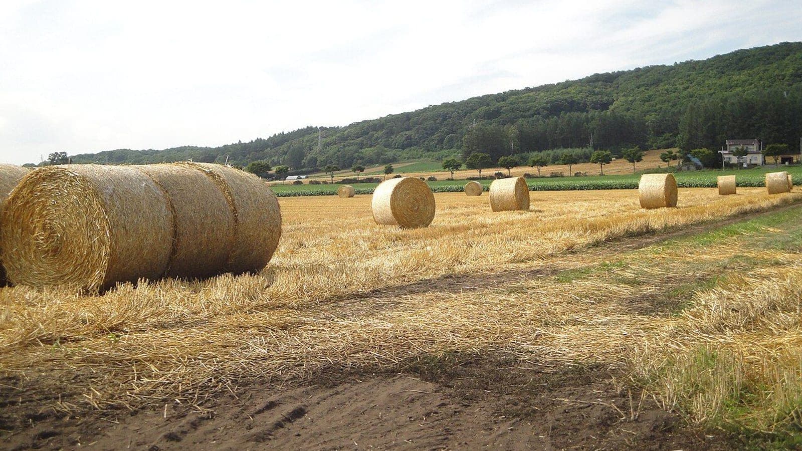 Balles rondes de paille sur un champ moissonné, à Hokkaido. Au sol, les bouts de tiges restés debout après la moisson : c’est le chaume. La paille, ce sont les mêmes tiges, coupées plus haut. (Photo Tzuhsun Hsu, CC BY-SA 2.0.)