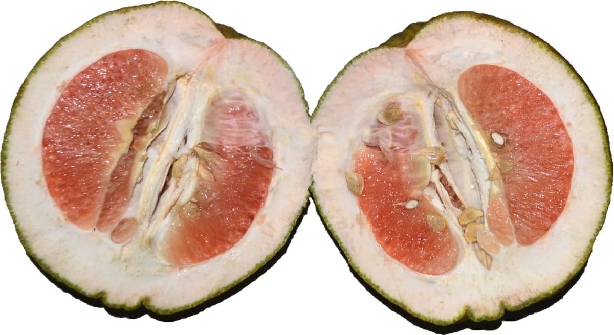 Un gros fruit coupé en deux : chair rose en quartiers au centre, entourée d’une écorce blanche et spongieuse très épaisse, peau extérieure verte, quelques gros pépins