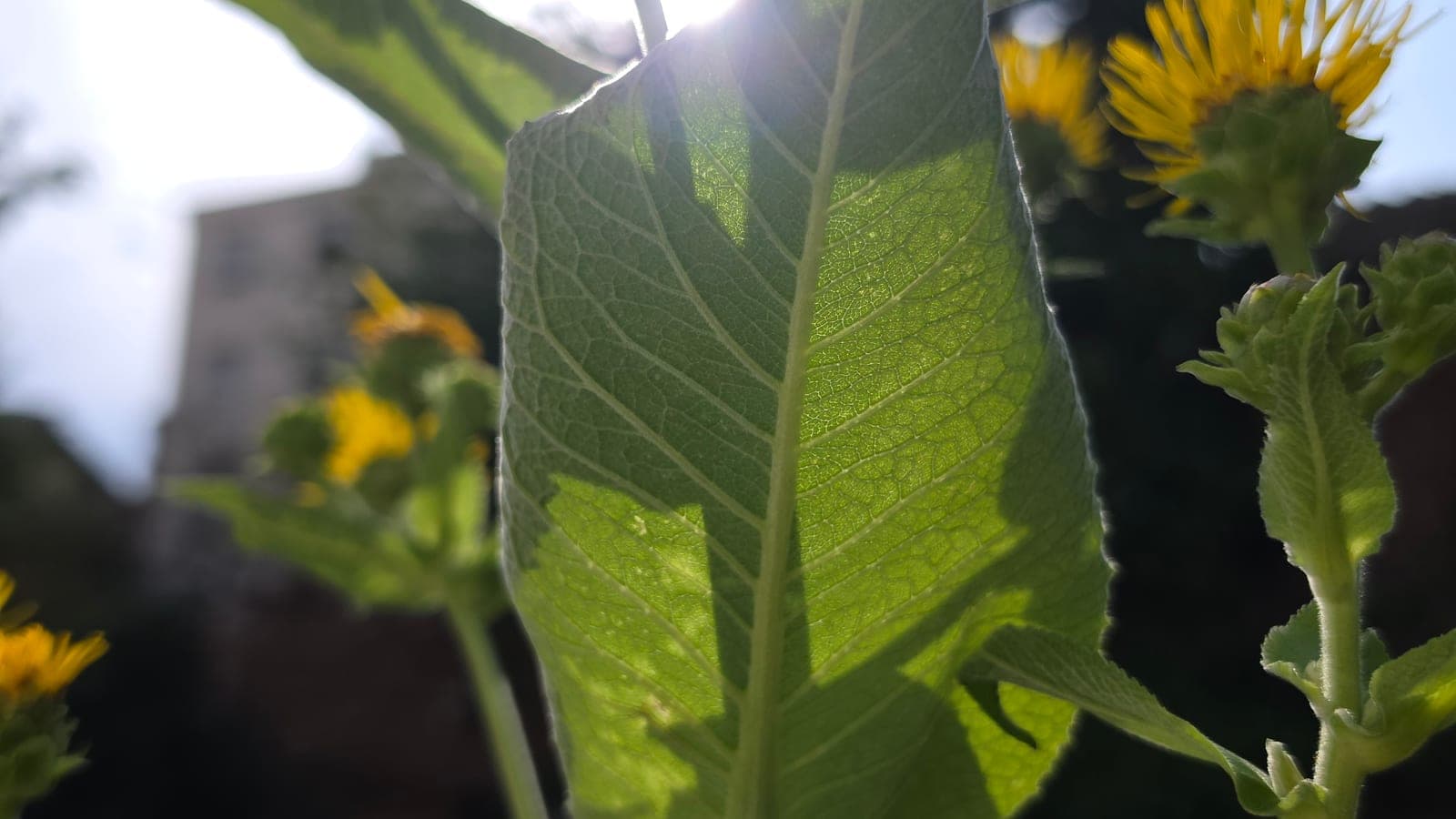 Feuille d’aunée prise à contre-jour, le soleil traversant le limbe et faisant apparaître le réseau des nervures. La lumière n’est pas la nourriture de la plante : c’est l’énergie de son travail. (Photo Manuel Ferreira.)