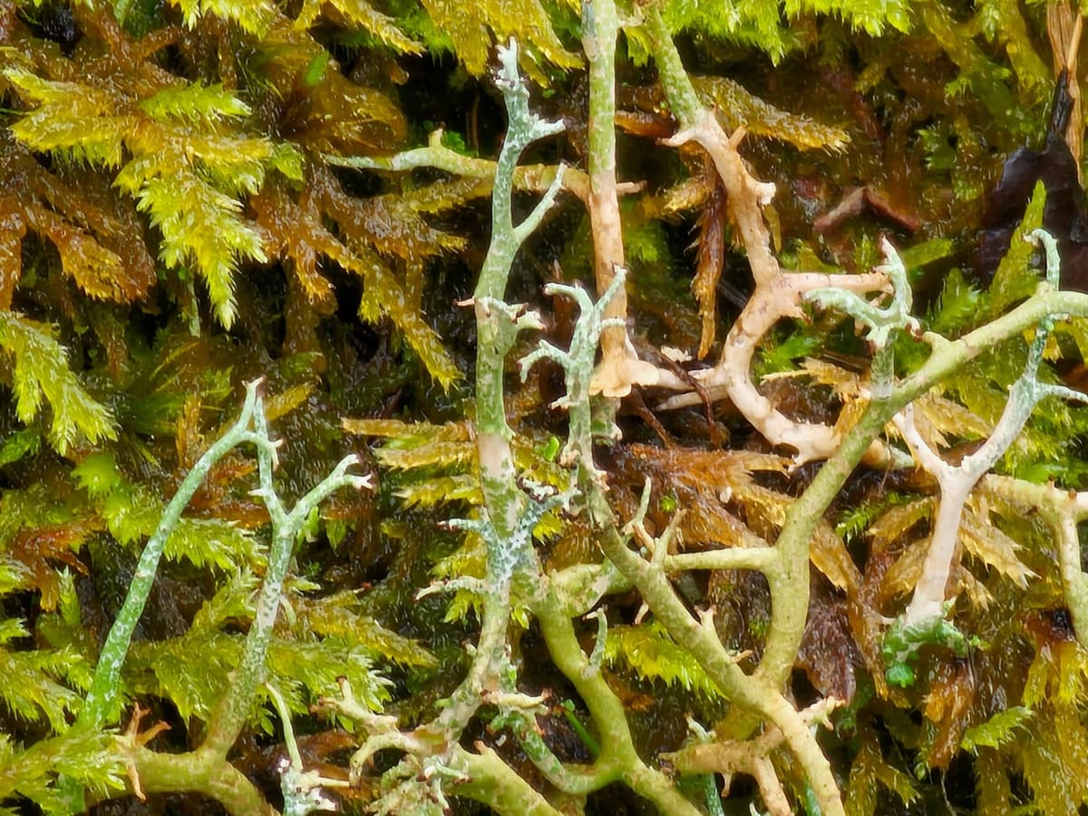 Gros plan sur un tapis de mousse vert doré, avec de fines tiges feuillées, d’où émergent des rameaux gris-vert ramifiés et creux appartenant à un lichen