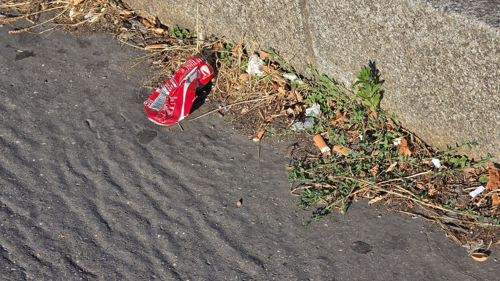 Au bord du trottoir, des plantes poussent dans la poussière du caniveau. On y a jeté une canette et des mégots. Elles sont vivantes ; rien ne le dit à celui qui passe. (Photo Manuel Ferreira.)
