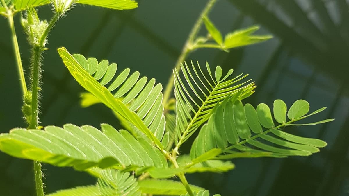 Feuilles finement découpées d’un mimosa pudique, dont les folioles se replient au moindre contact