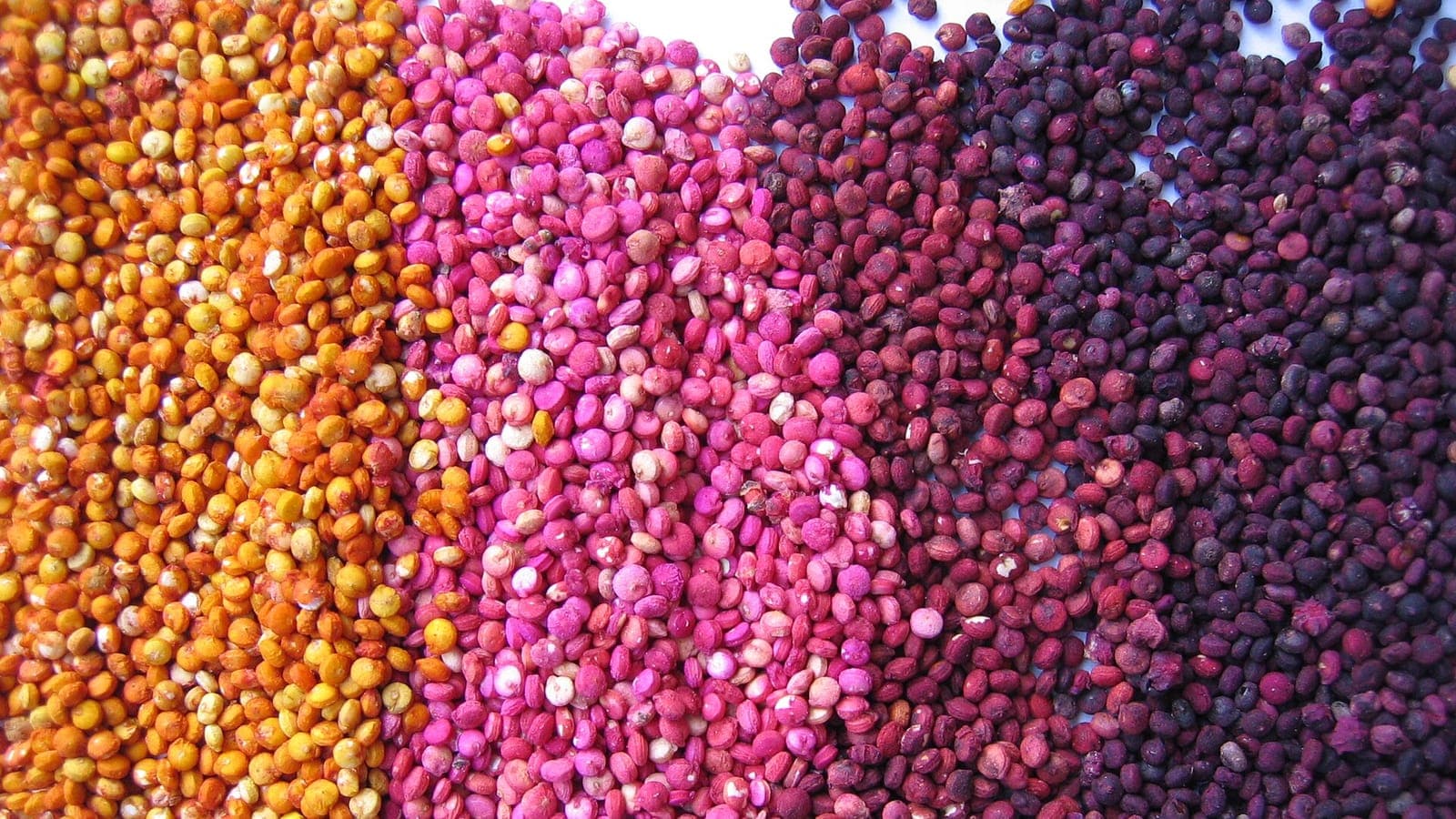 Quinoas orange, roses, rouges et violets, à la banque de semences de l’INIA de Juliaca, au Pérou. Chacun de ces « grains » est un petit fruit. (Photo Michael Hermann, CC BY-SA 3.0.)