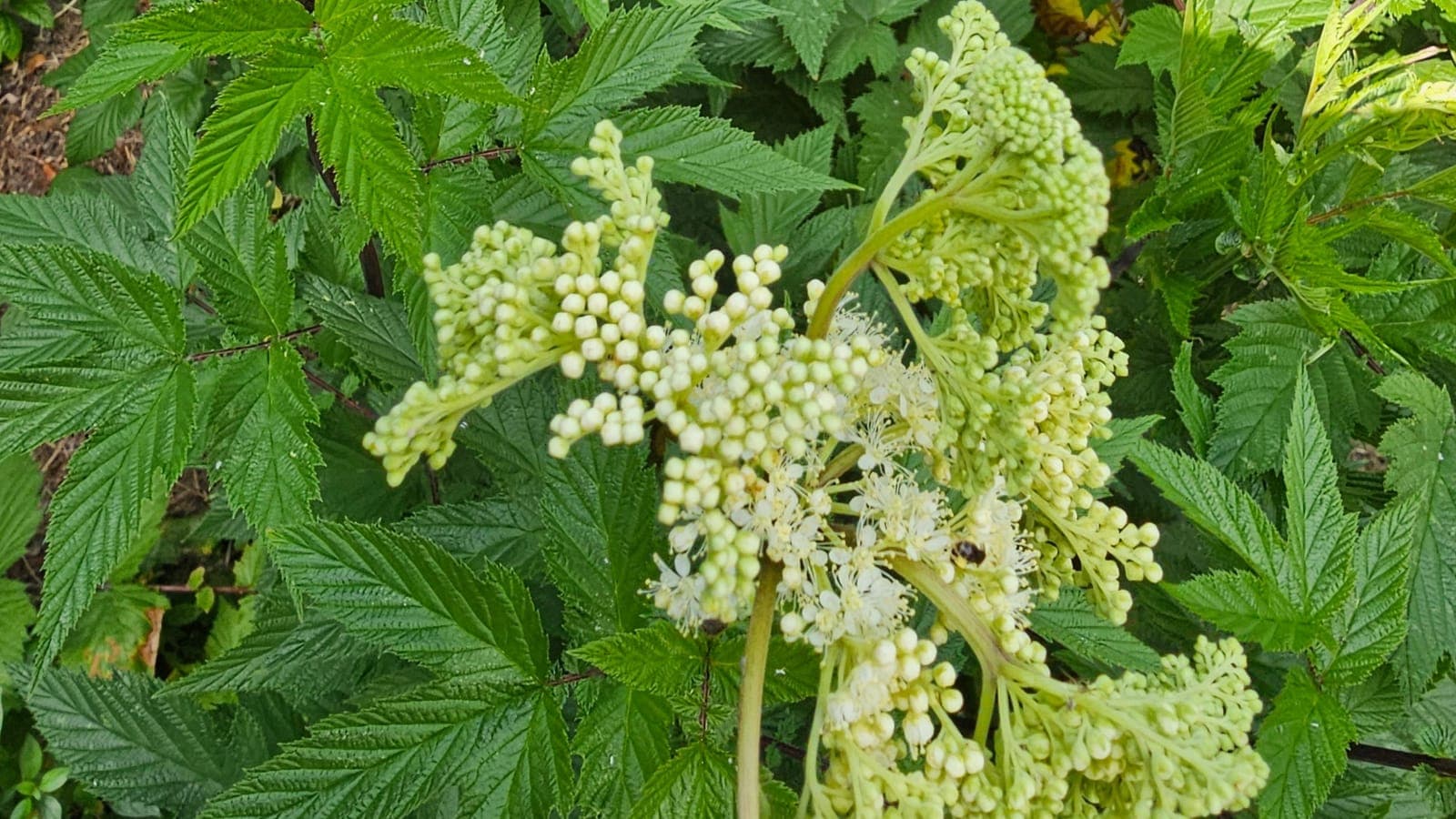 Reine-des-prés en boutons et en fleurs, dans un jardin d’Île-de-France. C’est elle qui a donné son nom à l’aspirine, mais pas sa molécule. (Photo Manuel Ferreira.)